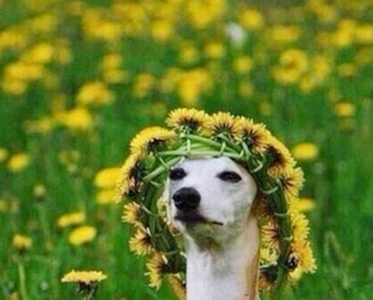 做一个明媚的狗子