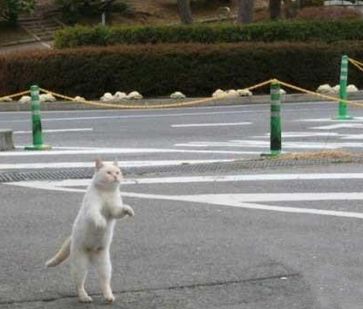 去超市顺了个隐形购物车