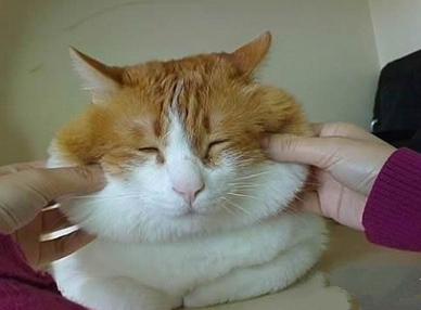 让它笑一个真难