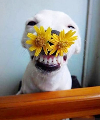 这才叫真正的如花似玉