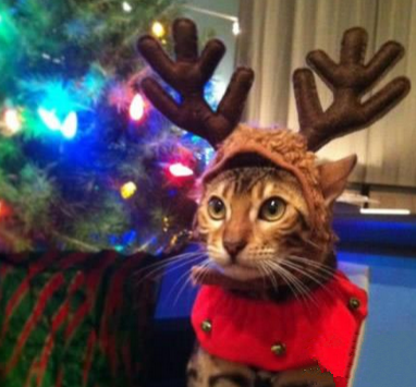 主人，我不喜欢这个帽子