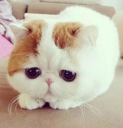 手短体胖揣不住手好悲伤