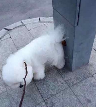 拉粑粑也这么任性