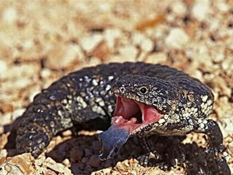 悉尼一家动物园多只爬行动物被盗 其中包括8条地毯蟒