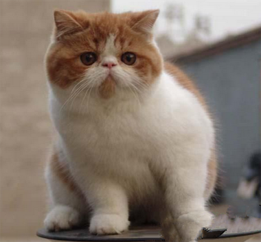 异国短毛猫怎么挑选 观察眼睛和耳朵