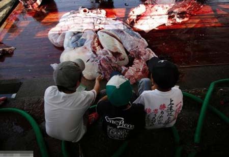 日本捕鲸活动受到澳大利亚动物保护团体起诉