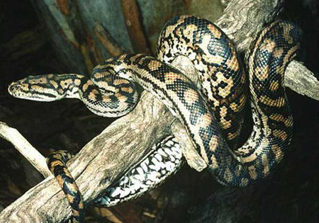 悉尼一家动物园多只爬行动物被盗 其中包括8条地毯蟒