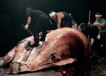 日本捕鲸活动受到澳大利亚动物保护团体起诉