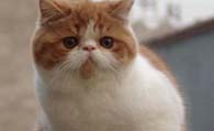 异国短毛猫怎么挑选 观察眼睛和耳朵