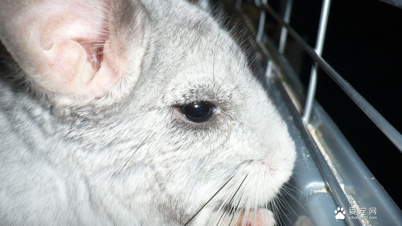 龙猫眼睛发炎症状图