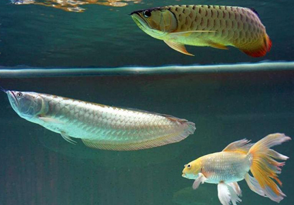 银龙鱼适应多少度的水温 在25-28度左右