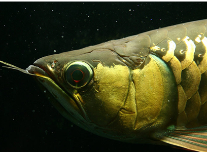 龙鱼脱肛怎么办 喂食要少食多餐