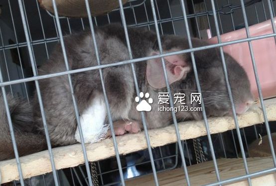 龙猫外伤症状。