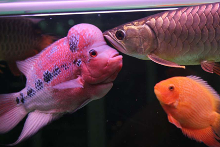 罗汉能和龙鱼一样养吗 注意混养密度