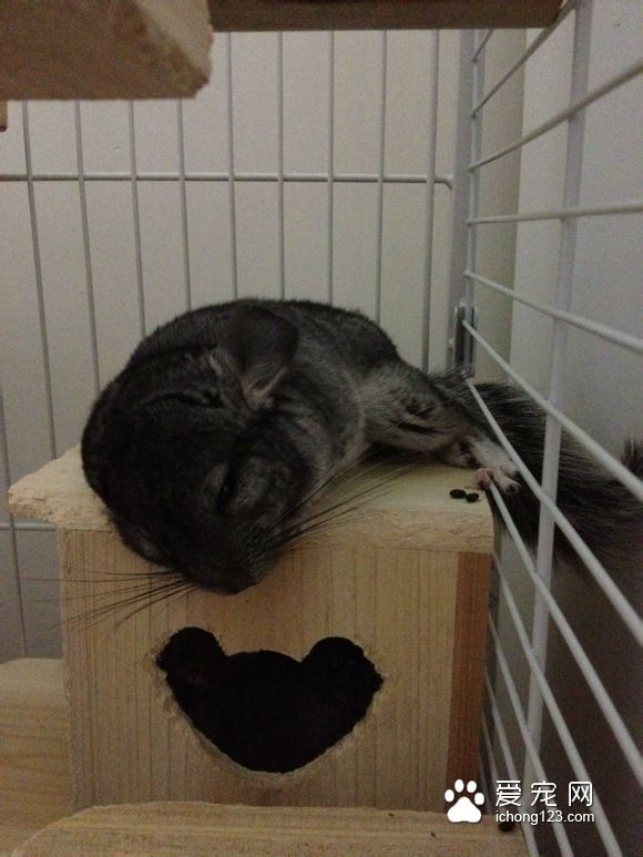 龙猫肠梗阻时没有精神，供背无法站立，对食物刺激反应很小。