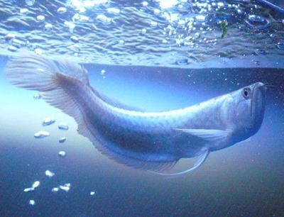 银龙鱼好养吗 该鱼的饲养要点介绍