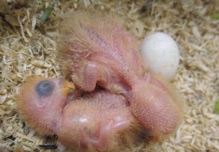 幼鸟肺部有异物该怎么办 应立即咨询兽医 