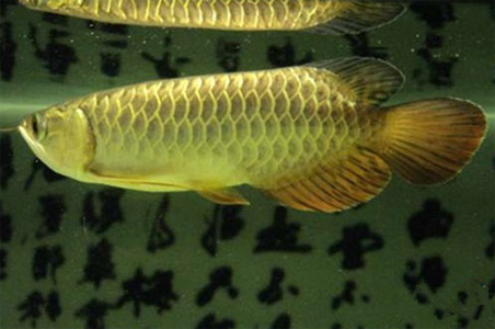 养殖龙鱼的环境要求 它们的生命力较强