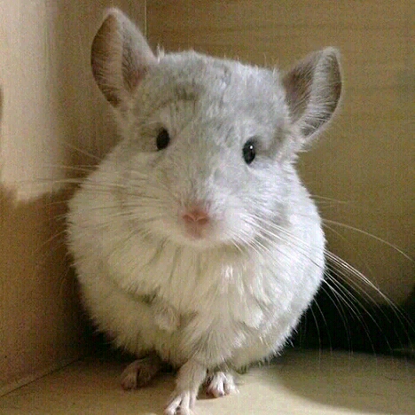 龙猫笼子多少钱 不同材质价格不同