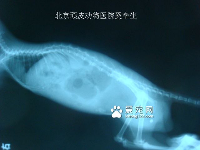 龙猫泌尿结石X光照片。