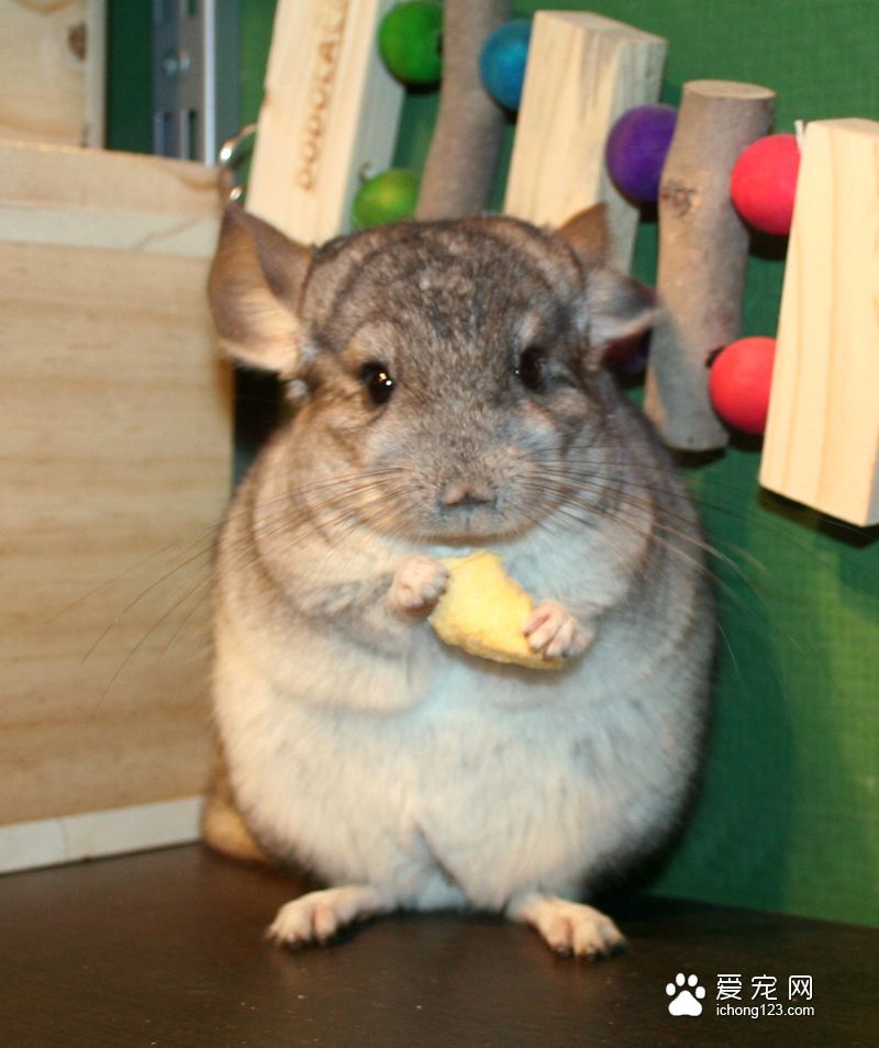 标灰色龙猫比异色龙猫的基因更稳定，毛色与骨骼发育更优秀。