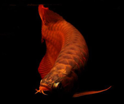 龙鱼吃食要注意什么 吃食分为三个阶段