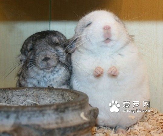 龙猫是非常平和温顺的动物，不具有任何的攻击性。