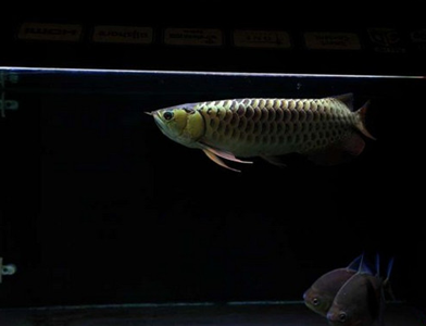 龙鱼如何过水 要注意保持水质