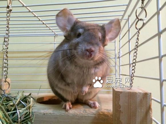 影响龙猫寿命的因素有哪些？