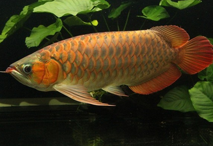 龙鱼如何养殖 要提供足够大的生活环境