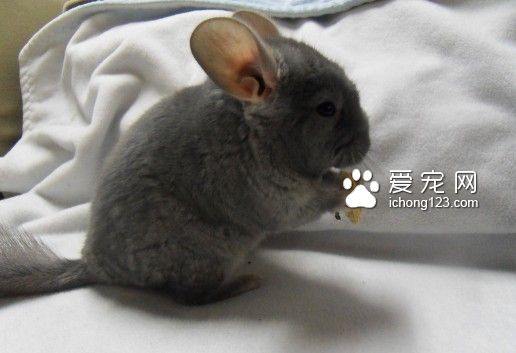 初次喂养龙猫时，需为龙猫购买以上物品