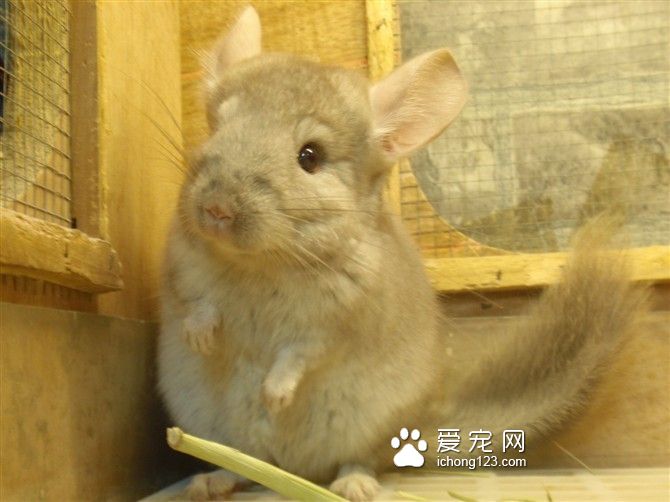 金色龙猫是粉色耳朵中，成长后耳朵不会有斑点的唯一颜色。