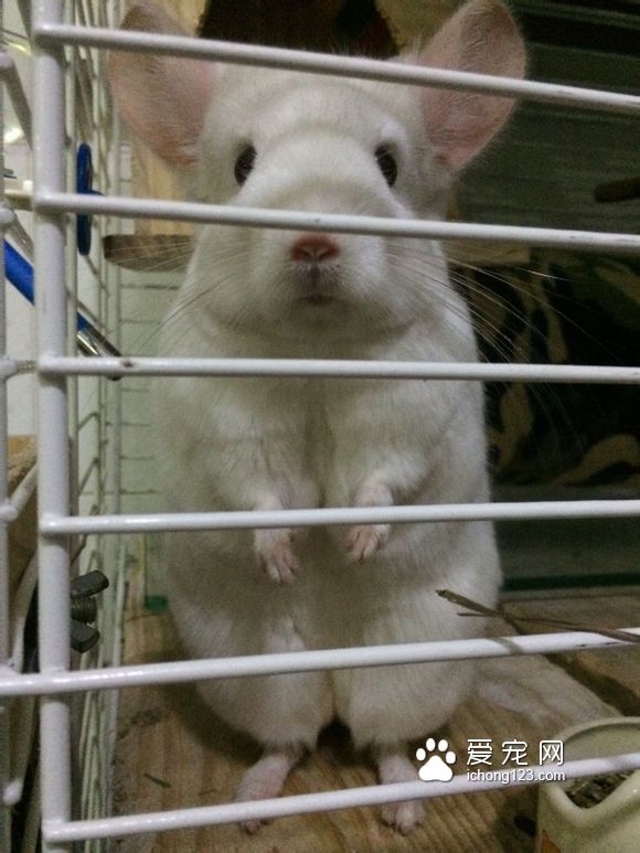 龙猫毛球症症状及治疗。