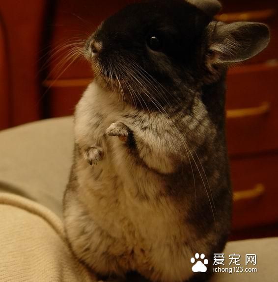 龙猫严重腹泻如果不及时治疗，容易转为肠炎。