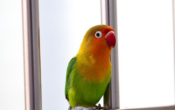 鹦鹉生病怎么办 怎么处理发病的鹦鹉