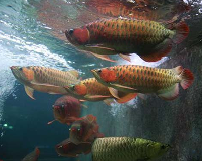 金龙和红龙可以混养吗 这两种鱼不易混养