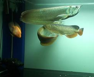 龙鱼疾病产生的原因 水质问题引起疾病