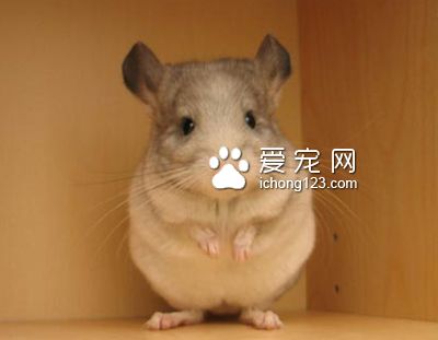 10个你必须知道的龙猫知识