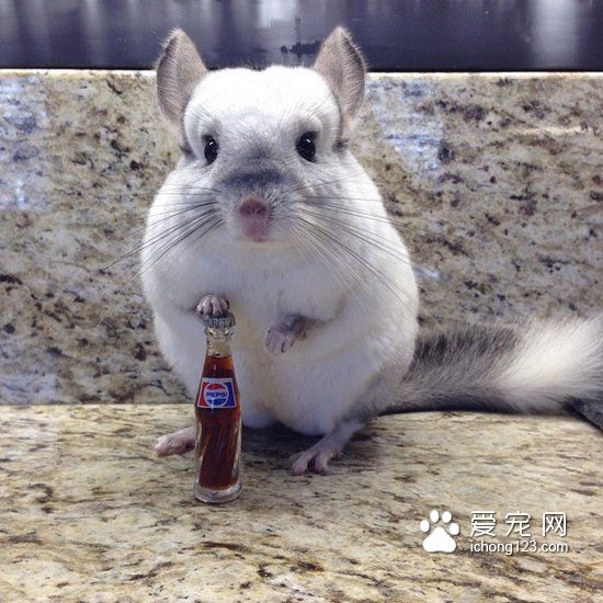 4种龙猫零食不可喂