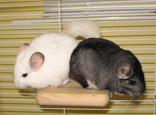 龙猫便秘了怎么办 通过饮食与运动治疗