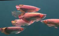 红龙鱼和什么鱼混养好 考虑红龙鱼大小