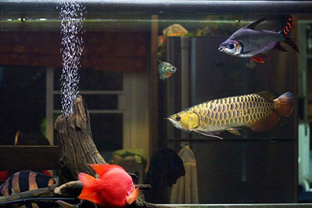 龙鱼的混养有哪些技巧 充分考虑混养环境