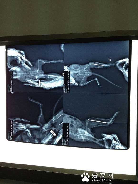 龙猫骨折症状图