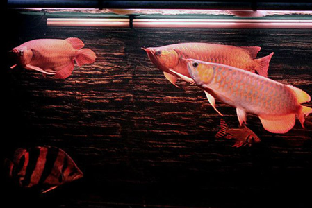 如何给龙鱼换水 换水频率应保持稳定