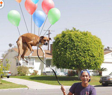 终于圆了汪星人的飞行梦，汪星人内心是崩溃的