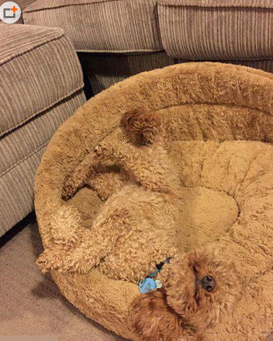 瞧我的终极隐身术，汪你咋笑的就那么美呢