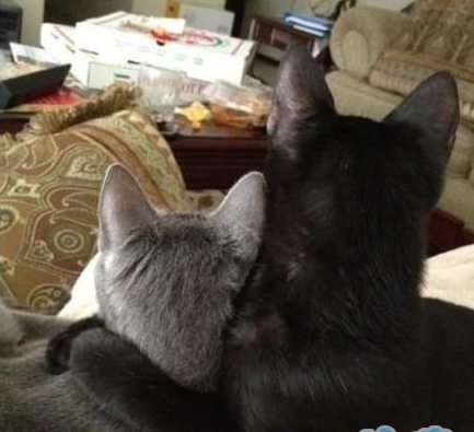 主人不在家，可以进行地下恋了