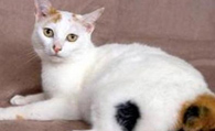 日本短尾猫好养吗 注意定时定量的喂养