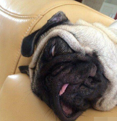 八哥是侧躺不要看错了，真是第一眼就看错了