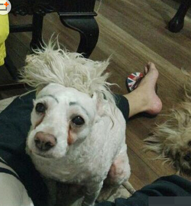 求狗狗心理阴影面积